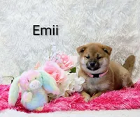 Emii, a female Shiba Inu for sale in Loyal, WI – Photo 1 of 6