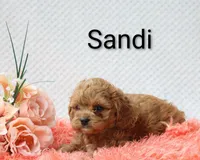 Sandi, a female Cockapoo for sale in Loyal, WI – 3 of 5