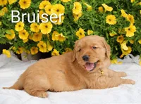 AKC Bruiser , a male Golden Retriever for sale in Loyal, WI – 4 of 8