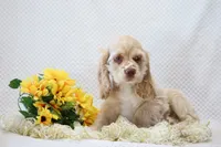 Max, a male Cocker Spaniel for sale in Loyal, WI – 1 of 5