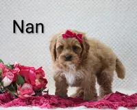 Nan, a female Cockapoo for sale in Loyal, WI – 3 of 5