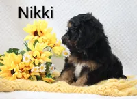 Nikki, a male Cockapoo for sale in Loyal, WI – 4 of 5