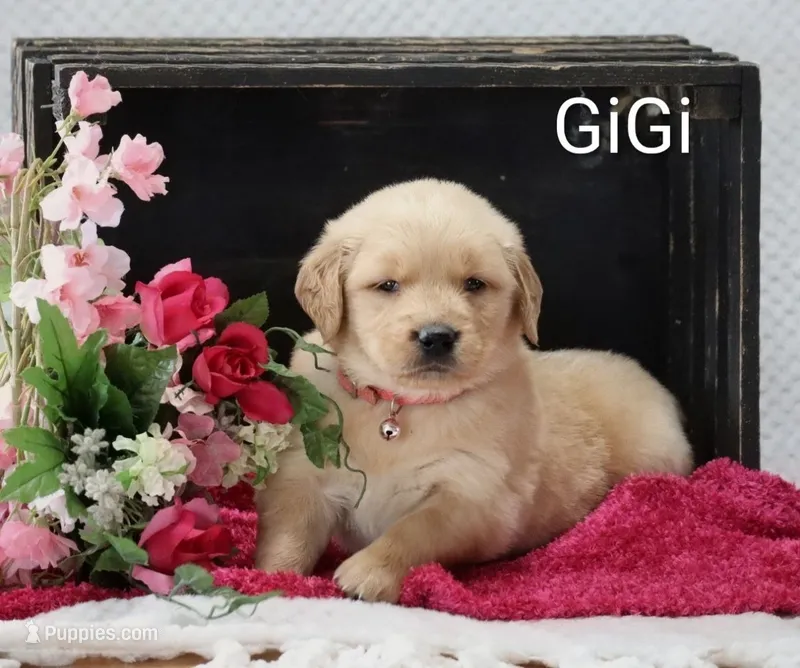 Gigi – Golden Retriever puppy for sale in Loyal, WI