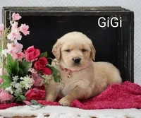 Gigi, a female Golden Retriever for sale in Loyal, WI – 1 of 4