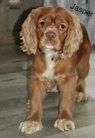 Marty, a male Cocker Spaniel for sale in Loyal, WI – 6 of 6