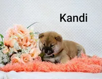 Kandi, a female Shiba Inu for sale in Loyal, WI – 4 of 6