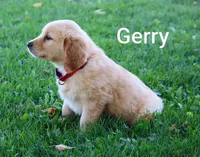 Gerry, a male Golden Retriever for sale in Loyal, WI – 8 of 10