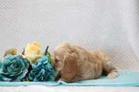 Mozo, a male Cocker Spaniel for sale in Loyal, WI – 4 of 6