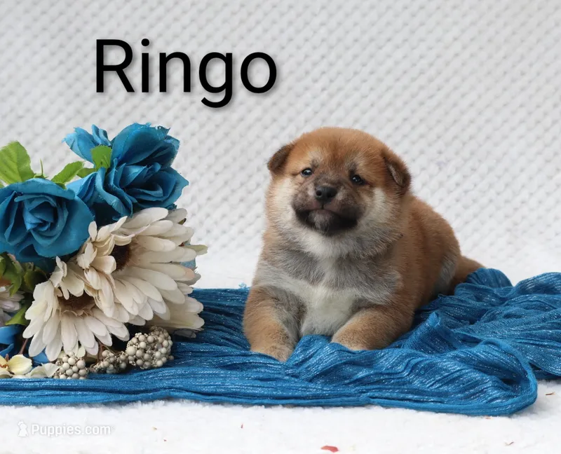 Ringo.  On Hold – Shiba Inu puppy on hold in Loyal, WI