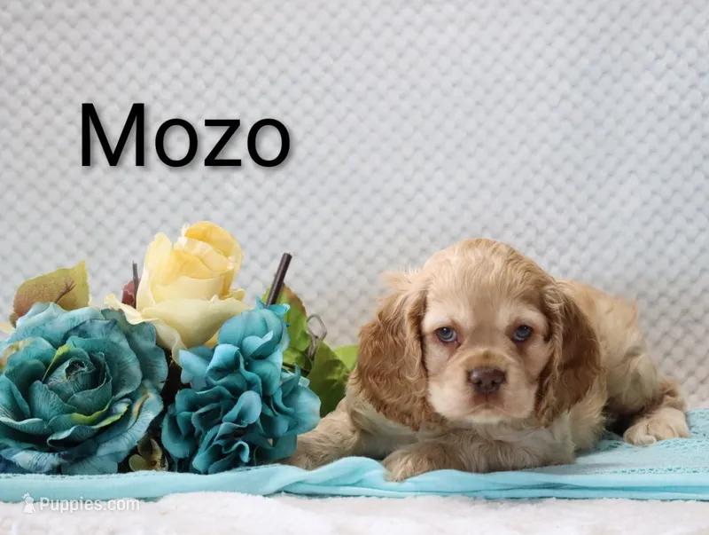 Mozo – Cocker Spaniel puppy for sale in Loyal, WI