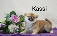 Kassi, a female Shiba Inu for sale in Loyal, WI – 2 of 7
