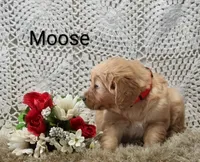 AKC Moose, a male Golden Retriever for sale in Loyal, WI – 4 of 4