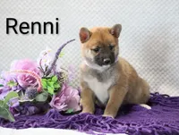 Renni, a female Shiba Inu for sale in Loyal, WI – 5 of 7