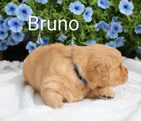  AKC Bruno, a male Golden Retriever for sale in Loyal, WI – 4 of 7