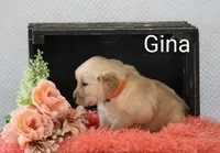 Gina, a female Golden Retriever for sale in Loyal, WI – 4 of 5