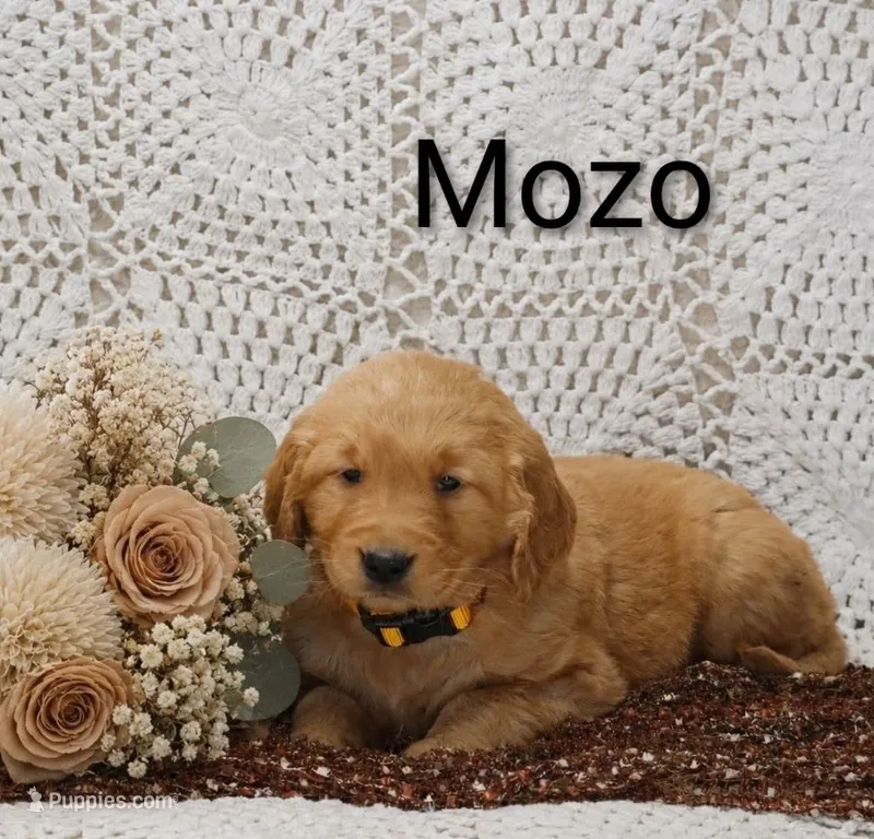 AKC Mozo – Golden Retriever puppy for sale in Loyal, WI