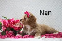 Nan, a female Cockapoo for sale in Loyal, WI – 5 of 5