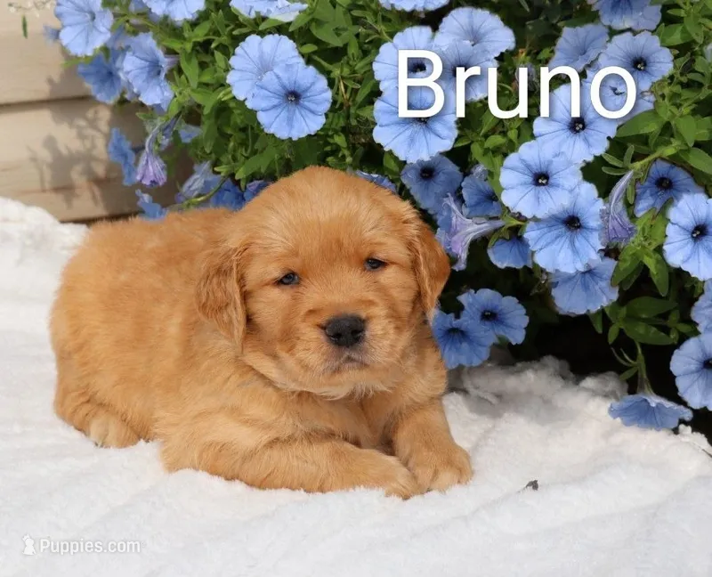  AKC Bruno – Golden Retriever puppy for sale in Loyal, WI