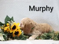 Murphy, a male Cocker Spaniel for sale in Loyal, WI – 5 of 7