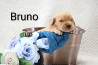 Bruno, a male Golden Retriever for sale in Loyal, WI – 3 of 3