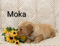 AKC  Moka, a male Golden Retriever for sale in Loyal, WI – 3 of 5