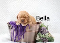 Bella, a female Golden Retriever for sale in Loyal, WI – 1 of 3
