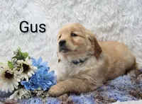 AKC Gus , a male Golden Retriever for sale in Loyal, WI – Photo 3 of 5