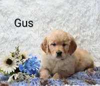 AKC Gus , a male Golden Retriever for sale in Loyal, WI – Photo 2 of 5