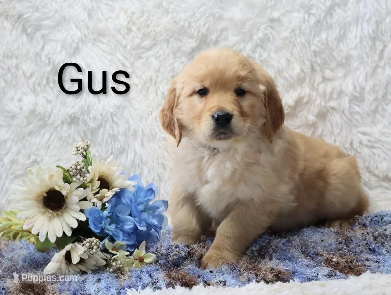 AKC Gus  – Golden Retriever puppy for sale in Loyal, WI