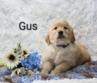 AKC Gus , a male Golden Retriever for sale in Loyal, WI – Photo 4 of 5