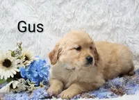 AKC Gus , a male Golden Retriever for sale in Loyal, WI – Photo 5 of 5