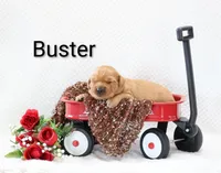 Buster , a male Golden Retriever for sale in Loyal, WI – 3 of 3