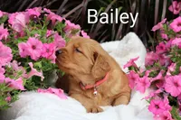 AKC Bailey , a female Golden Retriever for sale in Loyal, WI – 3 of 7