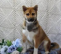 Remi, a male Shiba Inu for sale in Loyal, WI – 4 of 8