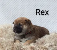 Rex, a male Shiba Inu for sale in Loyal, WI – 4 of 5