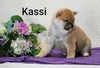Kassi, a female Shiba Inu for sale in Loyal, WI – 4 of 7