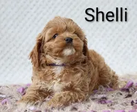 Shelli , a female Cockapoo for sale in Loyal, WI – 4 of 4