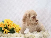 Max, a male Cocker Spaniel for sale in Loyal, WI – 4 of 5