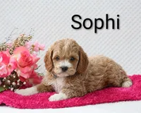 Sophi, a female Cockapoo for sale in Loyal, WI – 2 of 4