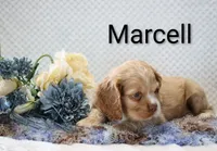 Marcell, a male Cocker Spaniel for sale in Loyal, WI – 5 of 7