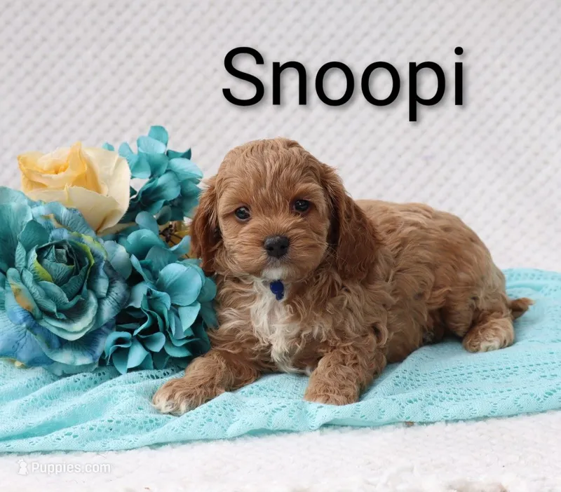 Snoopi – Cockapoo puppy for sale in Loyal, WI