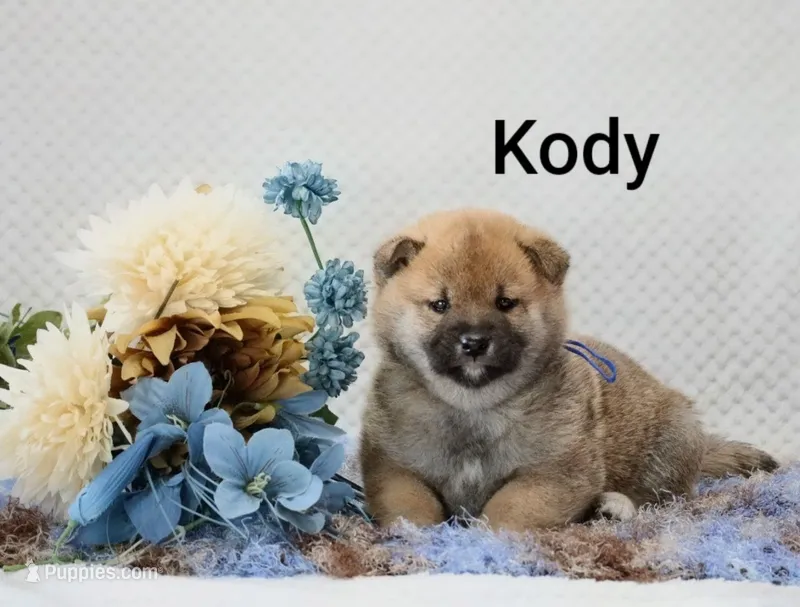 Kody – Shiba Inu puppy for sale in Loyal, WI