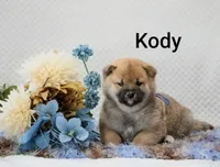 Kody, a male Shiba Inu for sale in Loyal, WI – 1 of 6