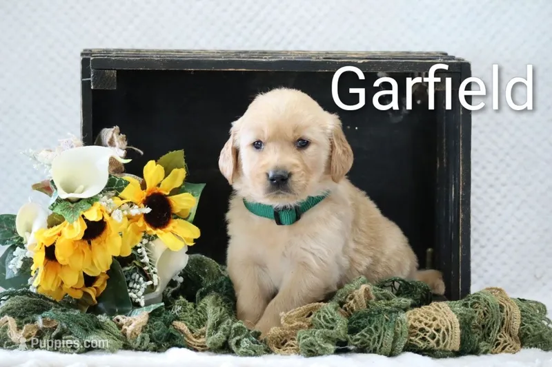 Garfield  – Golden Retriever puppy for sale in Loyal, WI