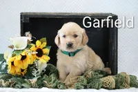 Garfield , a male Golden Retriever for sale in Loyal, WI – 1 of 4