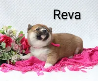 Reva, a female Shiba Inu for sale in Loyal, WI – 2 of 5
