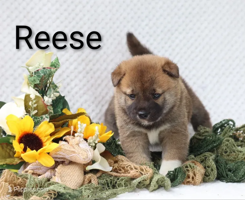 Reese – Shiba Inu puppy for sale in Loyal, WI