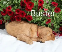  AKC Buster , a male Golden Retriever for sale in Loyal, WI – 3 of 9