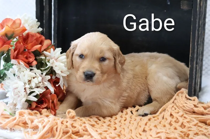 Gabe  – Golden Retriever puppy for sale in Loyal, WI
