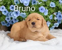 AKC Bruno, a male Golden Retriever for sale in Loyal, WI – 2 of 7